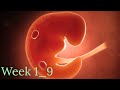 INSIDE PREGNANCY WEEK 1-9