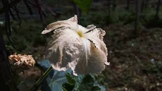 Into The Nature - Cinematic Agriculture Video | Redmi Note 8 Pro @Anxmu5 screenshot 4