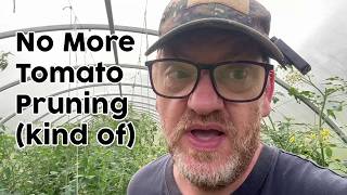 I changed the way I prune tomatoes