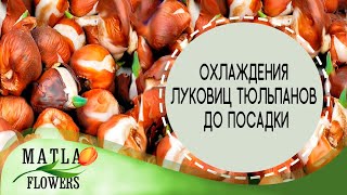 картинка: Хранение и охлаждения луковиц тюльпанов до посадки