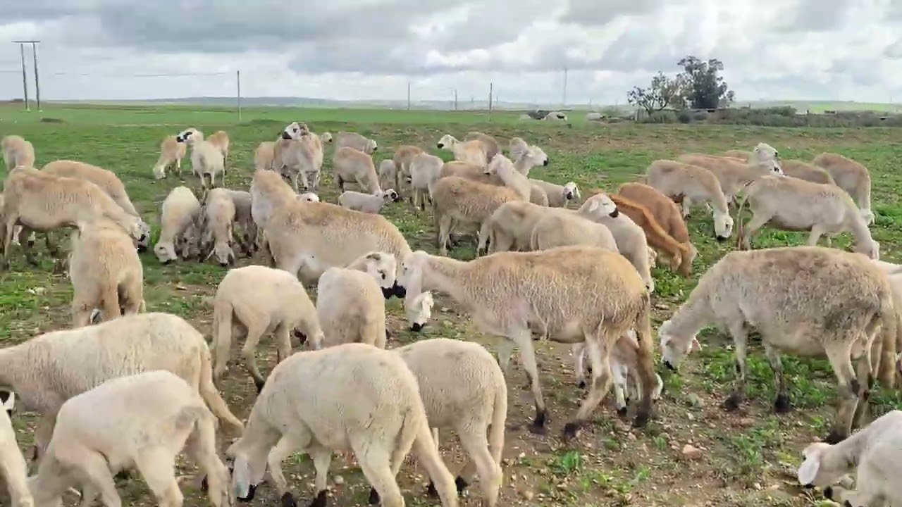 خرجت الغنم تسرح شوية في الربيع
