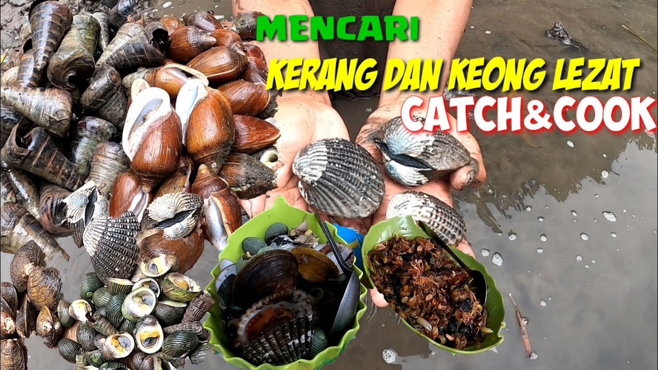 PANEN KERANG DAN KEONG MUARA KETIKA AIR LAUT SURUT LANGSUNG DIMASAK