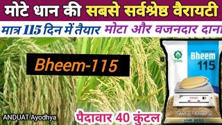 धान की सबसे सबसे कम समय में पकने वाली प्रजाति#Bheema 115#seed 6-7kg//yield 35kg//kashi kisan