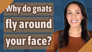 Why do gnats fly around your face?