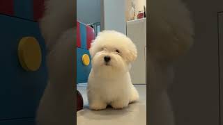 Today is the cotton for eating sugar#Cotton veil dog#Qingchuan cotton veil