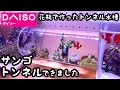 サンゴトンネルができました【100均アクアリウムNo.13】ダイソートンネル水槽にサンゴを入れる