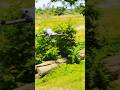Mini 5 pro DJI #viral #drone #dji #trending #reels #mini5pro