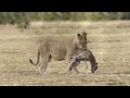 Lion Hunting Baby Buffalo In The Wild