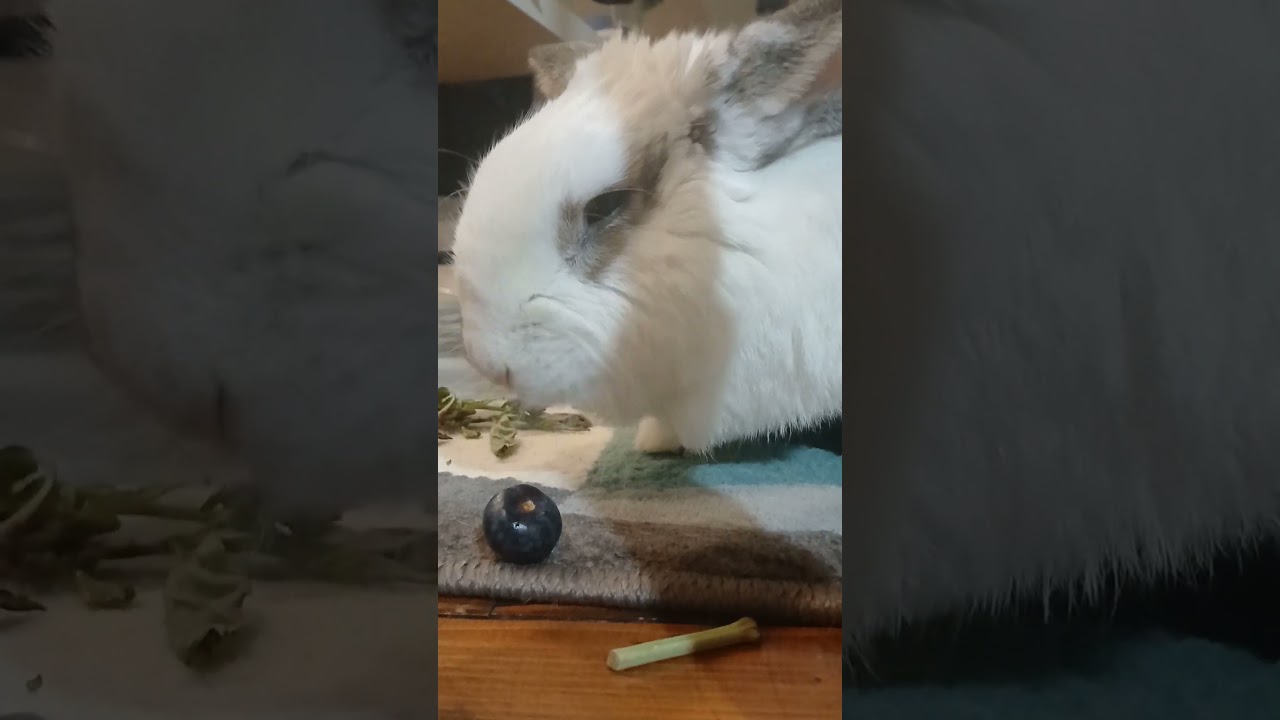 Bunny enjoys blue berries #bunny #konijntje #blueberry