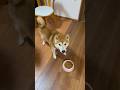 どすこい 柴犬タロウ #柴犬 #しばいぬ #しばわんこ #shibainu