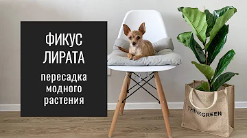 Фикус Лирата. Фикус Лировидный пересадка после покупки. Большое комнатное растение. Большой Фикус.