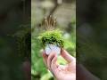 もさもさおちょこ苔盆栽 #moss #苔 #bonsai #盆栽 #terrarium #テラリウム