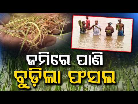 Kendrapara Farmers Distressed As Clogged Canal Submerges Hundreds Of Acres | Argus News