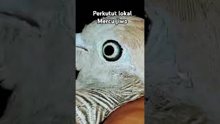perkutut lokal mercu jiwo #perkutut #perkututlokal #perkututlokalgacor #perkututkaturanggan