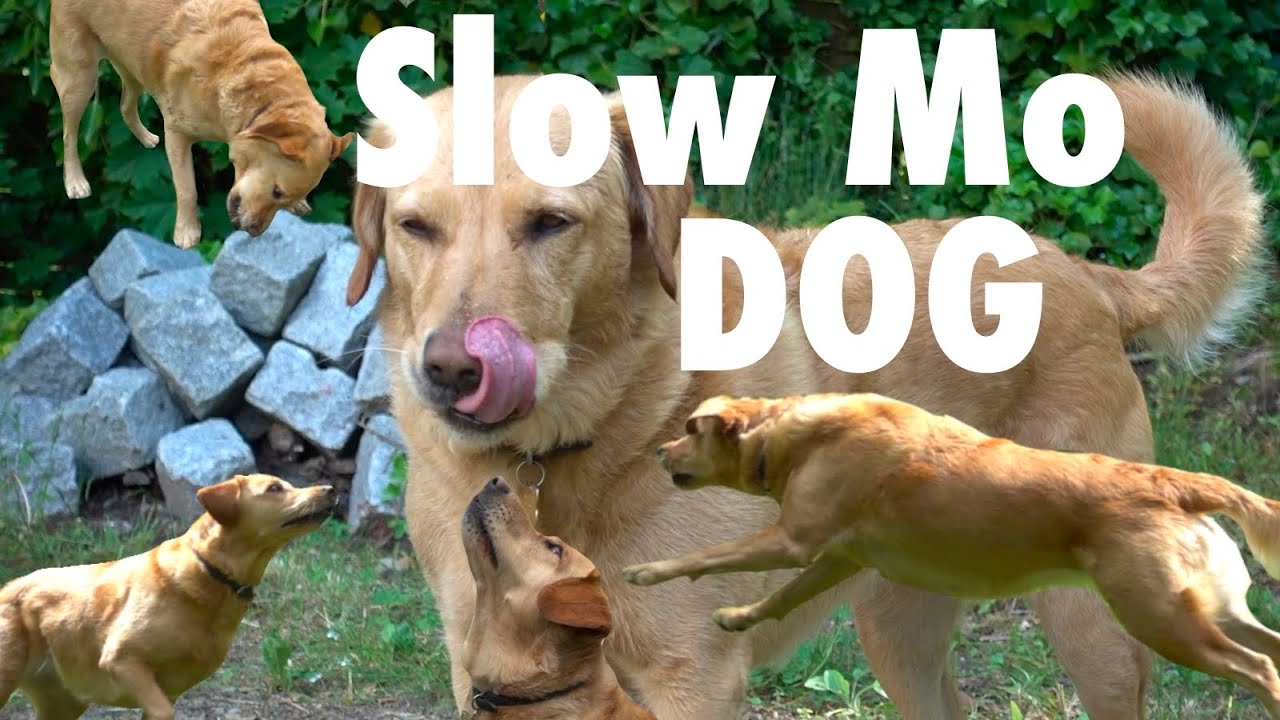A Silly Dog in slow motion YouTube