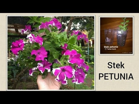 Video: Reproduksi Petunia Dengan Stek Di Musim Gugur: Petunjuk Langkah Demi Langkah