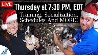 The December Dog Training Problem (LIVE Q&A)