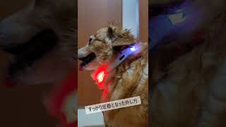 【光る首輪】今日も❣光る首輪をせーので外すよ
