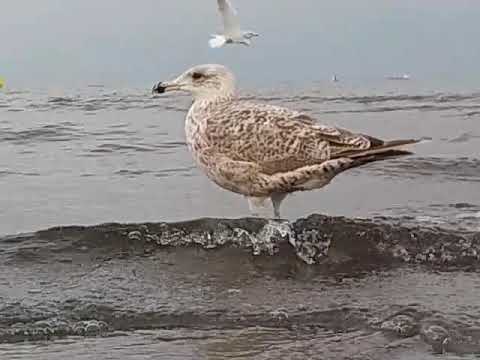 Mewa upload image