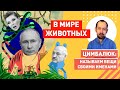 Путин выкатил Зеленскому список обид и предложил приехать в Москву, чтобы стать его табаки