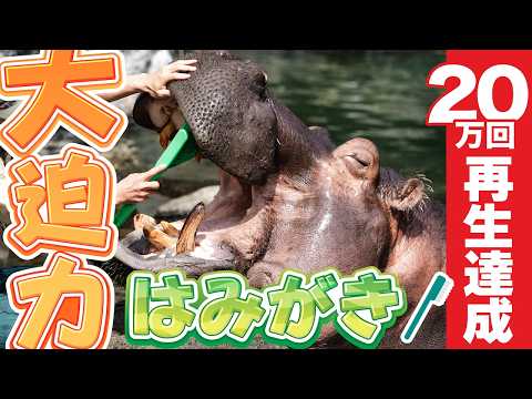 【大迫力】天王寺動物園のカバさんの歯みがきwithはみがきたいそうのうた