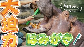 【大迫力】天王寺動物園のカバさんの歯みがきwithはみがきたいそうのうた