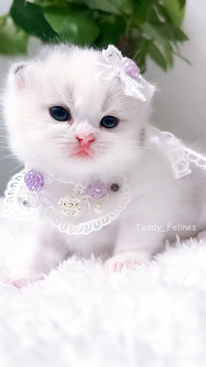 It’s Pretty Kitten O’Clock!⏰😻💕#cat #cute #cats #kitten