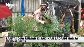 Tanaman Ganja di Dalam Rumah, Polisi Sita 47 Pot Pohon Ganja - iNews Malam 01/09