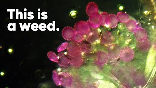 Its Science Behind the Art | Weeding Out Beauty