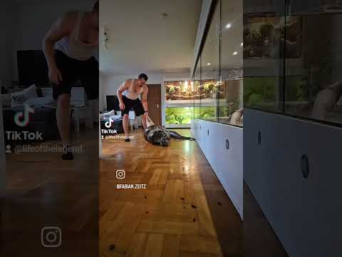 Tigerpython Fütterung #snake #fy #fyp #viralvideo #shorts #schlange #reptiles #exotic #python