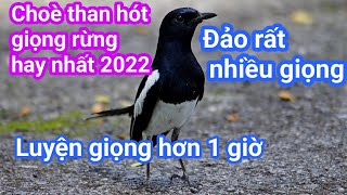 Chọn Lọc Chòe Than Hót Giọng Rừng Hay Nhất 2022 | Luyện Giọng Chòe Than Non PNC | Oriental magpie