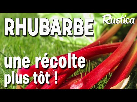 Vidéo: Forcer la rhubarbe en hiver - Comment obtenir des plants de rhubarbe précoces