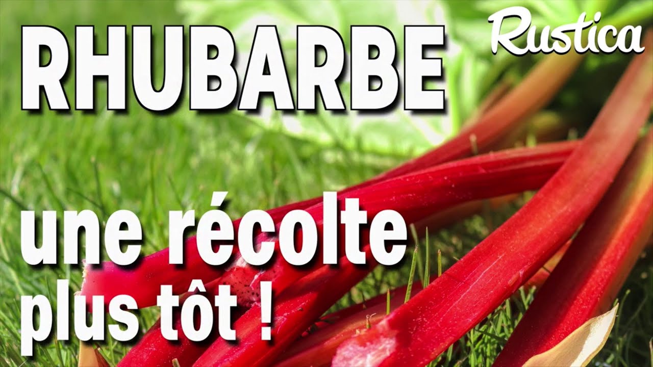 Récolter la rhubarbe plus tôt