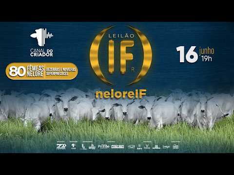 LOTE 11   IFG 13531