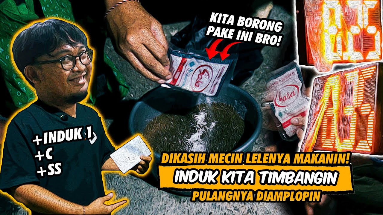 PAKE UMPAN MECIN BABON AUTO MAKANIN! JUARA LANGSUNG DIBORONG DI LUVENA FISHING DEPOK