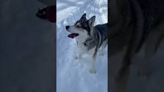 Husky Enjoys First Snow Fall of the Season #husky #snow #oregon