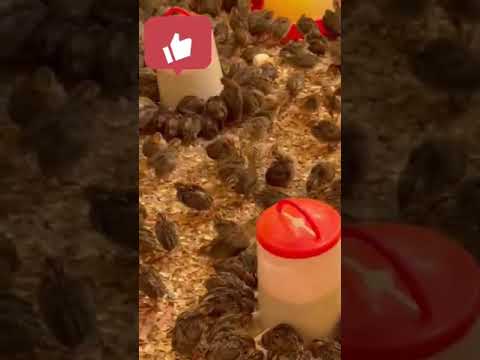 تربية السمان