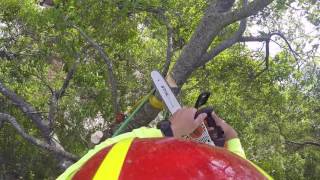 Pembrook Dr  Crown Reduction