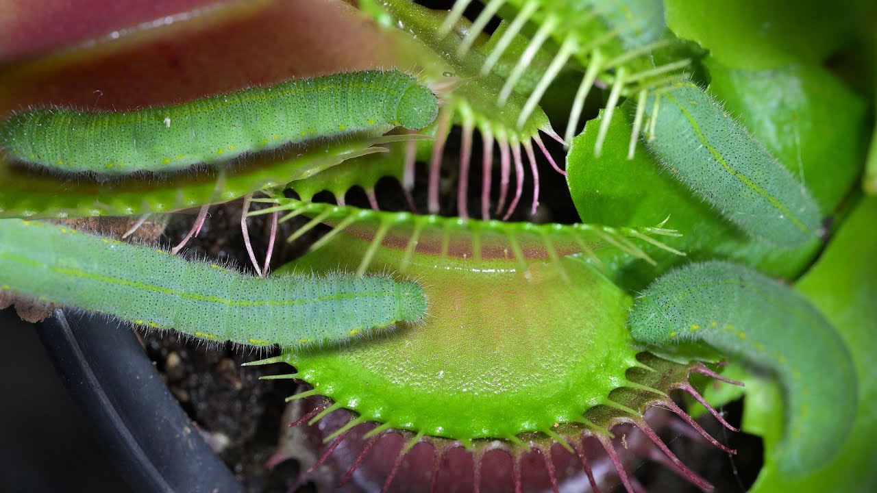 My Venus Flytraps get Swarmed by Green Caterpillars | 4k Carnivorous Plant
