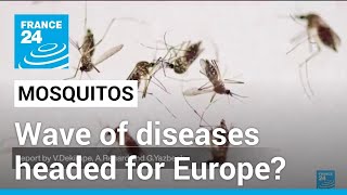 How France is bracing for wave of mosquito borne infections • FRANCE 24 English