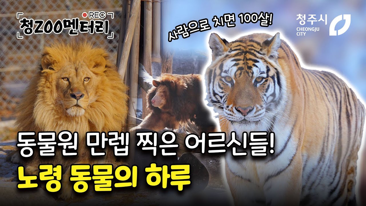 동물원 만렙 찍은 어르신들! 노령 동물의 하루