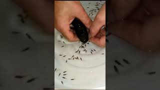 Mengeluarkan Burayak Ikan Dari Mulut Induknya #Shorts