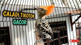 Pelatuk Caladi Tikotok Gacor!!