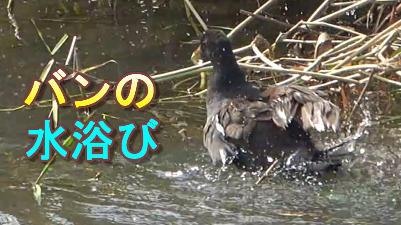 バンの水浴びと羽繕い Common Moorhen Youtube