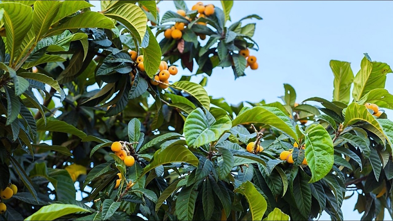 Los 10 Árboles FRUTALES que DAN frutos durante DURANTE toda la VIDA