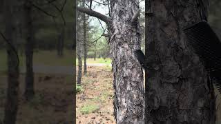 Nature ASMR: Combing a Tree for Tingles & Relaxation