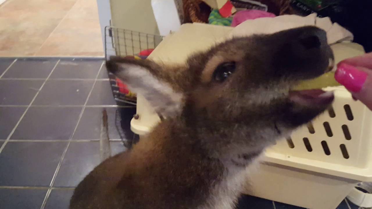 JACK THE WALLABY! YouTube