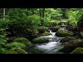 Peaceful Mossy Rock Stream Relaxing Water White Noise for Deep Sleep, Meditation & Mindfulness