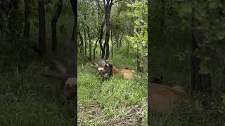 Mbiri Lioness Hunts Adult Wildebeest!