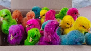 colour chicks food,colour chicks fight,chicken fry color talkies,colour chicks food in telugu